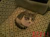 Click image for larger version. 

Name:	kitten (1).jpg 
Views:	41 
Size:	65.7 KB 
ID:	11824